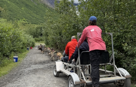Summer dog sledding in Anchorage, Alaska
