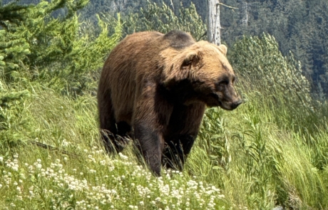 Brown bear